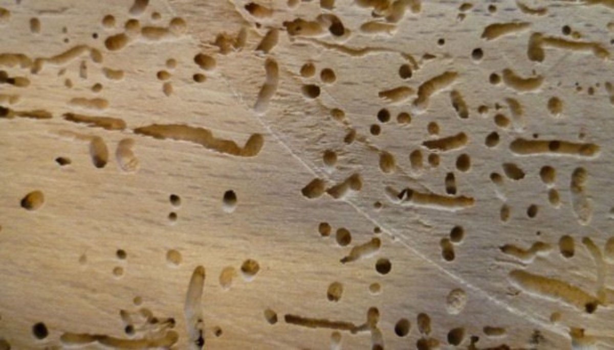 wood borer beetles